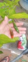 Pimenteira dedo-de-moça Imagem Pimenteira dedo-de-moça