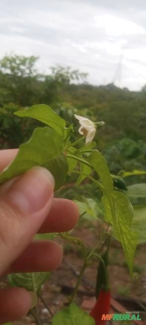 Imagem Pimenteira dedo-de-moça Imagem Pimenteira dedo-de-moça