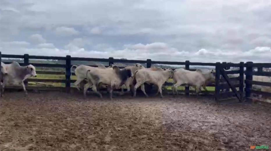 GARROTES NELORE Imagem GARROTES NELORE