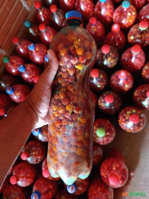 Pimenta Biquinho Imagem Pimenta Biquinho