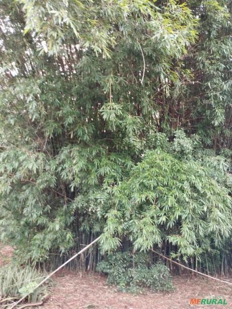 Bambú Imagem Bambú