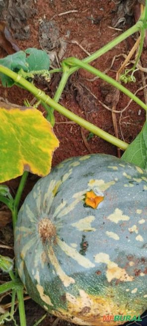 Aboboras Imagem Aboboras