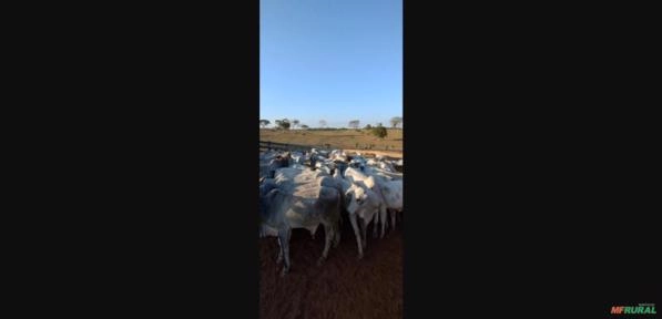 BOI NELORE DE 2 ANOS Imagem BOI NELORE DE 2 ANOS