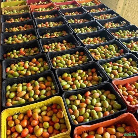 Tomate Segunda Imagem Tomate Segunda