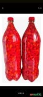 Pimenta biquinho Imagem Pimenta biquinho