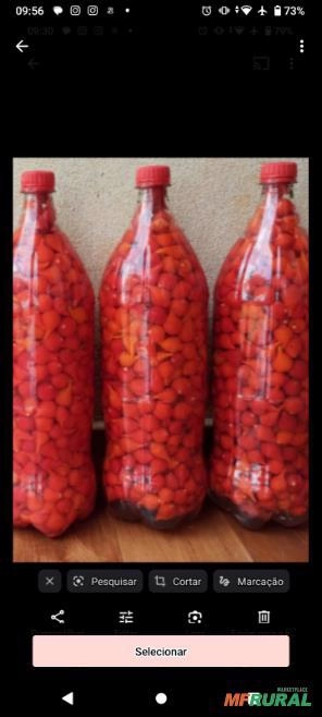 Imagem Pimenta biquinho Imagem Pimenta biquinho