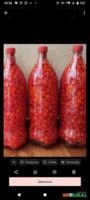 Pimenta biquinho Imagem Pimenta biquinho