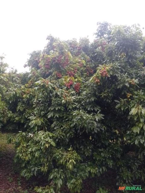 Imagem Lichia de qualidade - fruta graúda Imagem Lichia de qualidade - fruta graúda