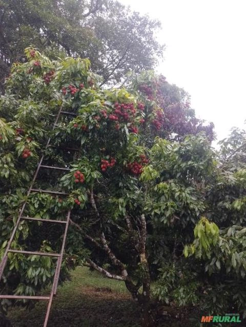 Imagem Lichia de qualidade - fruta graúda Imagem Lichia de qualidade - fruta graúda