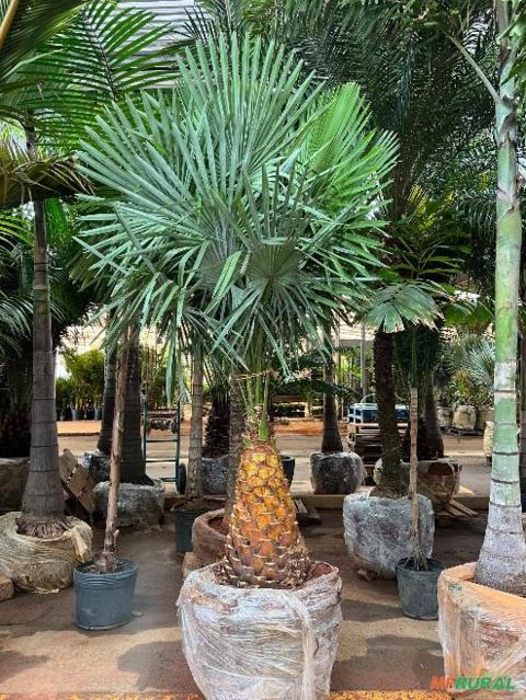 Muda de Palmeira Imagem Muda de Palmeira