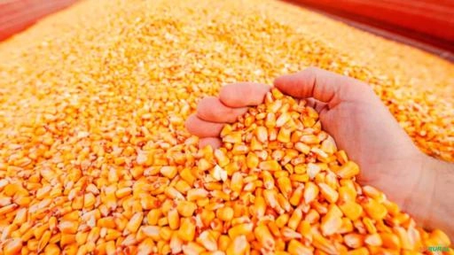 Milho Para Mercado Interno e Exportação Imagem Milho Para Mercado Interno e Exportação