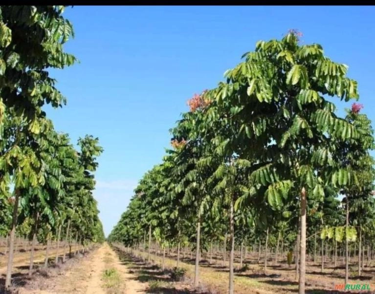 Mudas de mogno africano Imagem Mudas de mogno africano