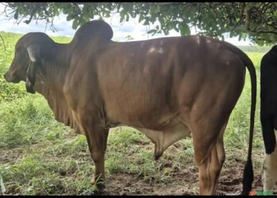 Imagem Dois Bois Gir Leiteiro Puros – Elegante e Caju Imagem Dois Bois Gir Leiteiro Puros – Elegante e Caju