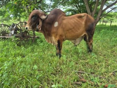 Dois Bois Gir Leiteiro Puros – Elegante e Caju Imagem Dois Bois Gir Leiteiro Puros – Elegante e Caju