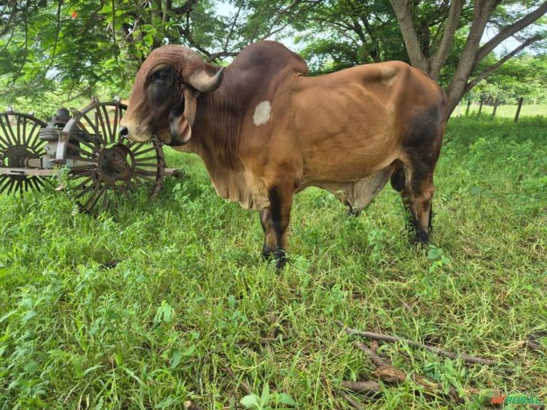 Dois Bois Gir Leiteiro Puros – Elegante e Caju Imagem Dois Bois Gir Leiteiro Puros – Elegante e Caju