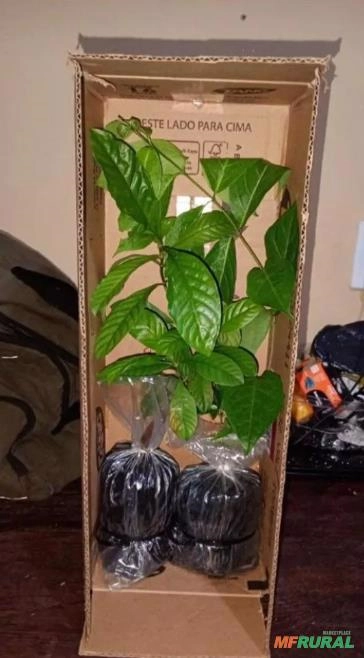 KIT Mudas de Mariri (Jagube) e Chacrona (Rainha) - Plantas Mestras Vigorosas e Orgânicas Imagem KIT Mudas de Mariri (Jagube) e Chacrona (Rainha) - Plantas Mestras Vigorosas e Orgânicas