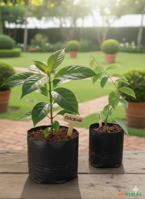 KIT Mudas de Mariri (Jagube) e Chacrona (Rainha) Imagem KIT Mudas de Mariri (Jagube) e Chacrona (Rainha)