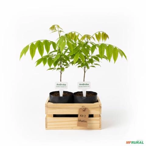 Kit 2 Mudas de Andiroba 60cm Imagem Kit 2 Mudas de Andiroba 60cm