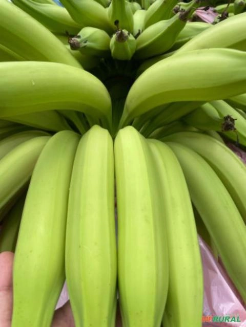 Banana da terra Imagem Banana da terra