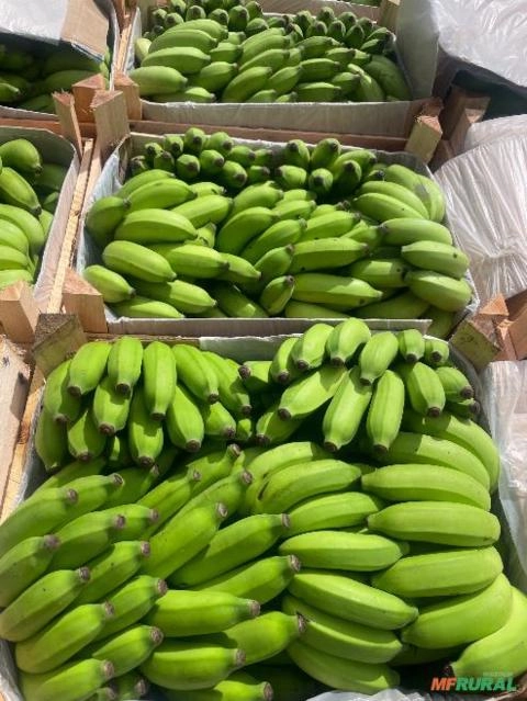 Banana maçã Imagem Banana maçã