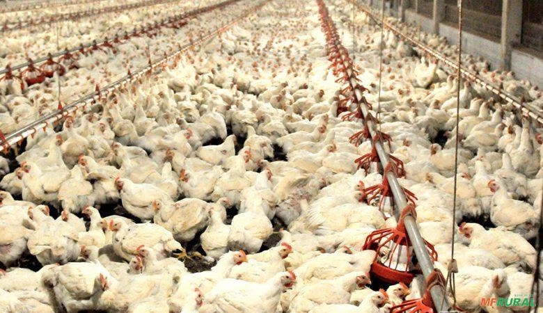 Procuro Arrendamento de Granja de Aves na região de Rio Preto Imagem Procuro Arrendamento de Granja de Aves na região de Rio Preto