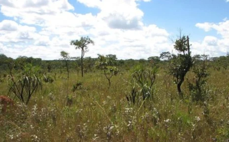 Fazenda 250 alqueires de mato dentro da reserva