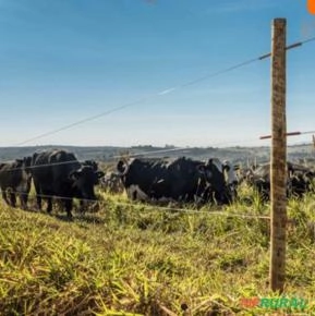 Arame liso Para Cerca Elétrica Belgo Eletrix 1000m Arame liso Para Cerca Elétrica Belgo Eletrix 1000m