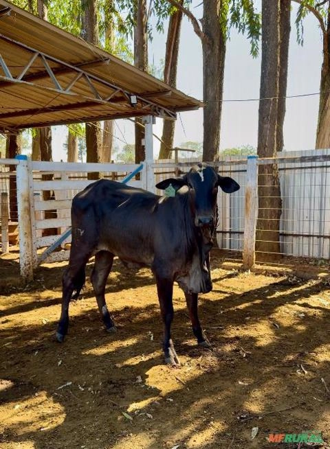 Fêmea Nelore PO (Puro de Origem) Imagem Fêmea Nelore PO (Puro de Origem)