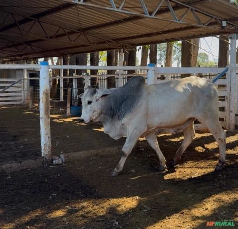 Touro Nelore PO (Puro de Origem) Imagem Touro Nelore PO (Puro de Origem)