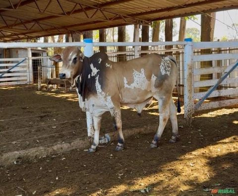 Touro Nelore PO Pintado de Vermelho Imagem Touro Nelore PO Pintado de Vermelho