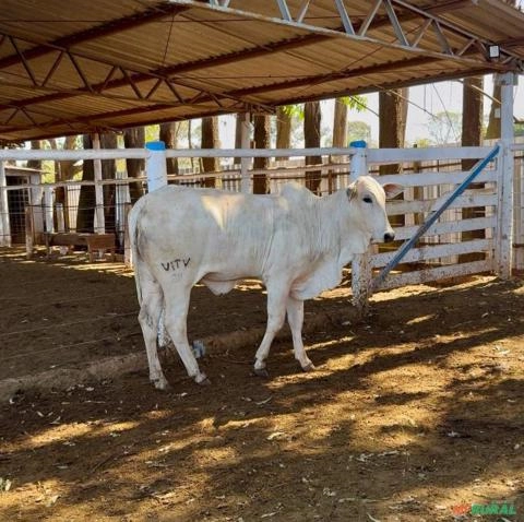 Fêmea Nelore PO (Puro de Origem) Imagem Fêmea Nelore PO (Puro de Origem)