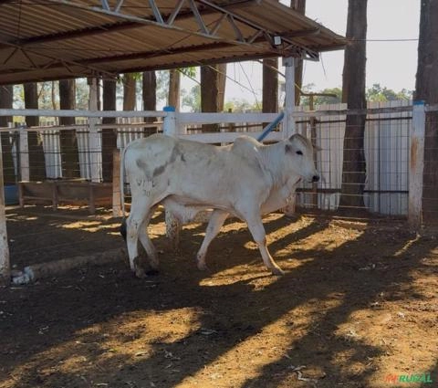 Touro Nelore PO (Puro de Origem) Imagem Touro Nelore PO (Puro de Origem)