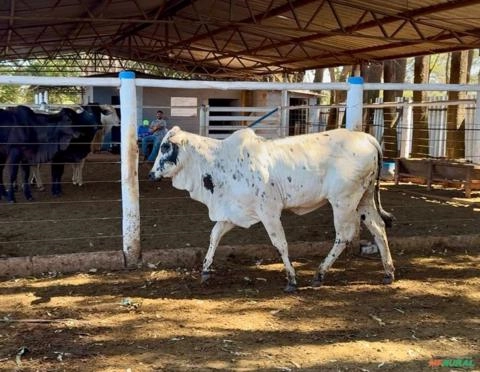 Fêmea Nelore PO Pintada de Preto Imagem Fêmea Nelore PO Pintada de Preto