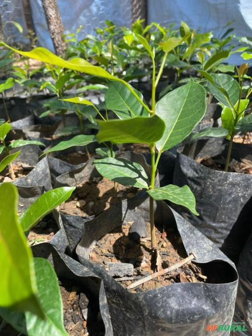 Mogno Africano Kaya Senegalenses Imagem Mogno Africano Kaya Senegalenses