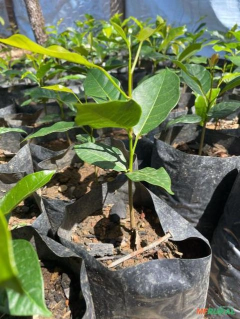 Imagem Mogno Africano Kaya Senegalenses Imagem Mogno Africano Kaya Senegalenses