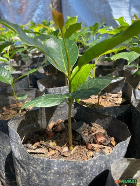 Imagem Mogno Africano Kaya Senegalenses Imagem Mogno Africano Kaya Senegalenses