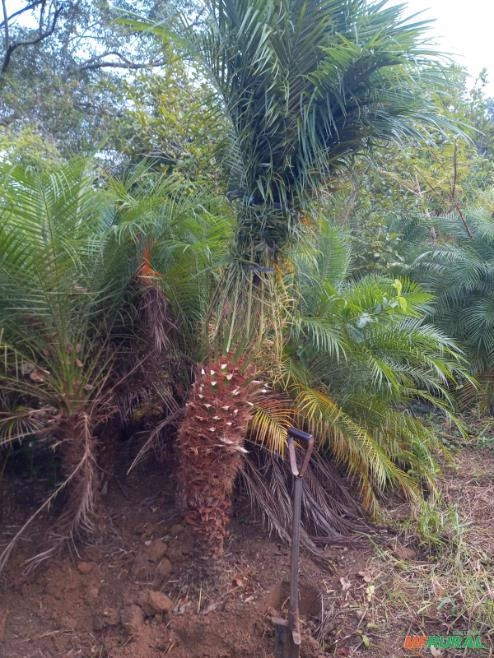 PALMEIRA FENIX Imagem PALMEIRA FENIX