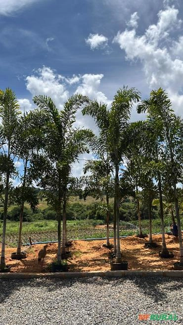 PALMEIRA RABO DE RAPOSA Imagem PALMEIRA RABO DE RAPOSA