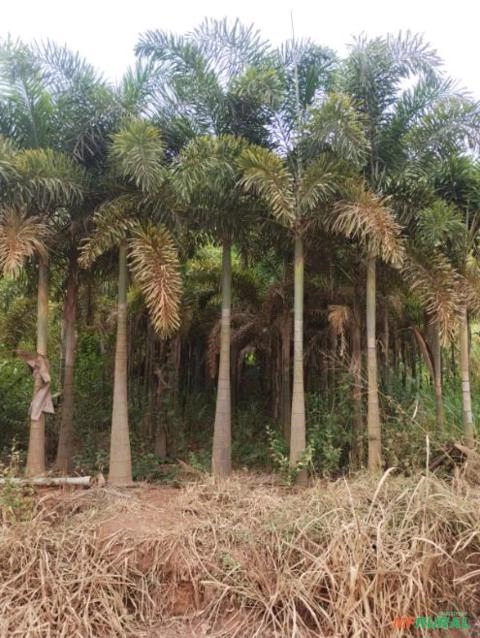 Imagem PALMEIRA RABO DE RAPOSA Imagem PALMEIRA RABO DE RAPOSA