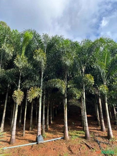 Imagem PALMEIRA RABO DE RAPOSA Imagem PALMEIRA RABO DE RAPOSA