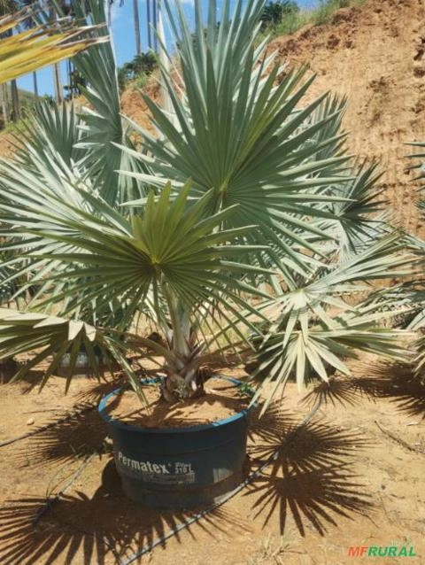 PALMEIRA BISMARK Imagem PALMEIRA BISMARK