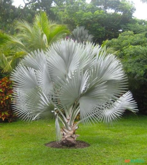 Imagem PALMEIRA BISMARK Imagem PALMEIRA BISMARK