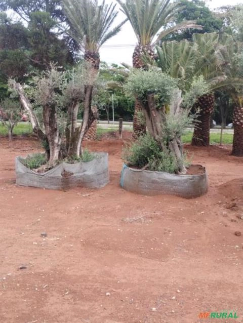 Imagem OLIVEIRA CENTENÁRIA Imagem OLIVEIRA CENTENÁRIA