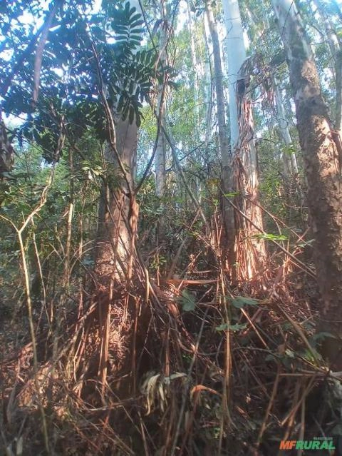 Floresta de eucalipto saligna de 19 anos Imagem Floresta de eucalipto saligna de 19 anos