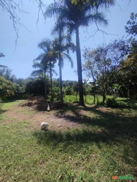 Palmeira imperial 20 metros Imagem Palmeira imperial 20 metros