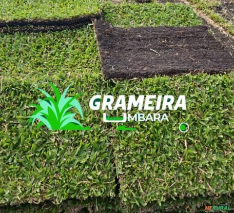 Grama São Carlos Imagem Grama São Carlos