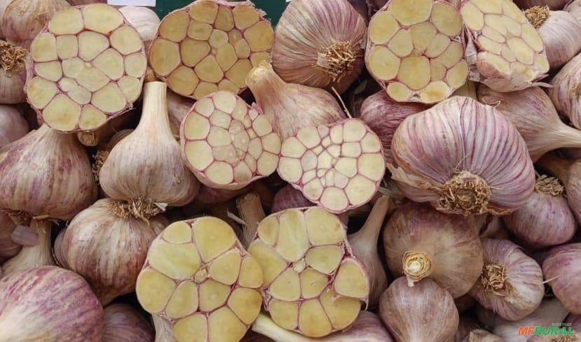 ALHO EGÍPCIO Imagem ALHO EGÍPCIO