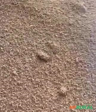 Fertilizante formulado NPK 18-06-20 Base Nitrato Imagem Fertilizante formulado NPK 18-06-20 Base Nitrato