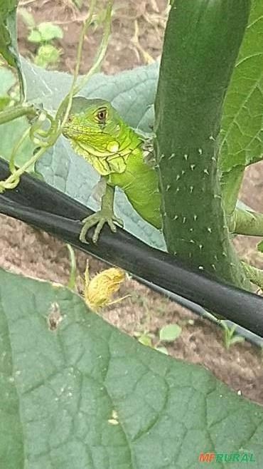 Venda de Pimentão Imagem Venda de Pimentão