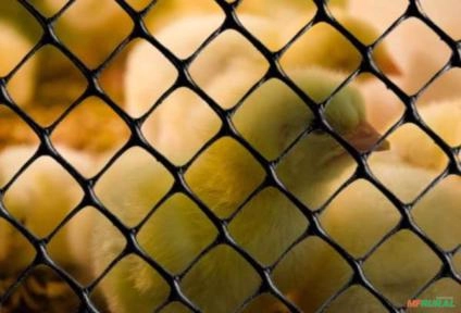 Tela PEAD Pinteiro Leve - 2,0x50m (14KG) Imagem Tela PEAD Pinteiro Leve - 2,0x50m (14KG)